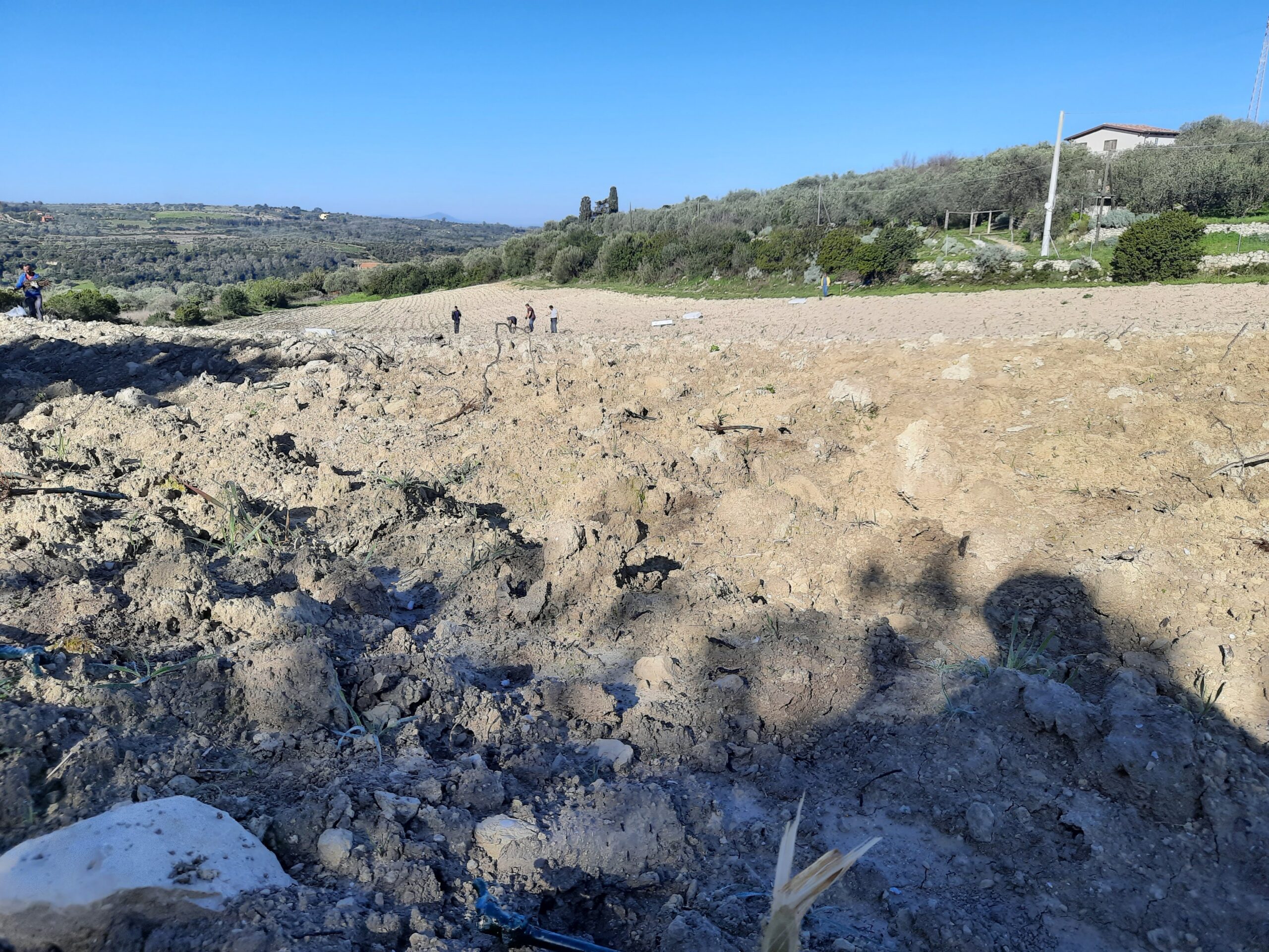 Vigneto ristrutturato con filari e irrigazione a goccia