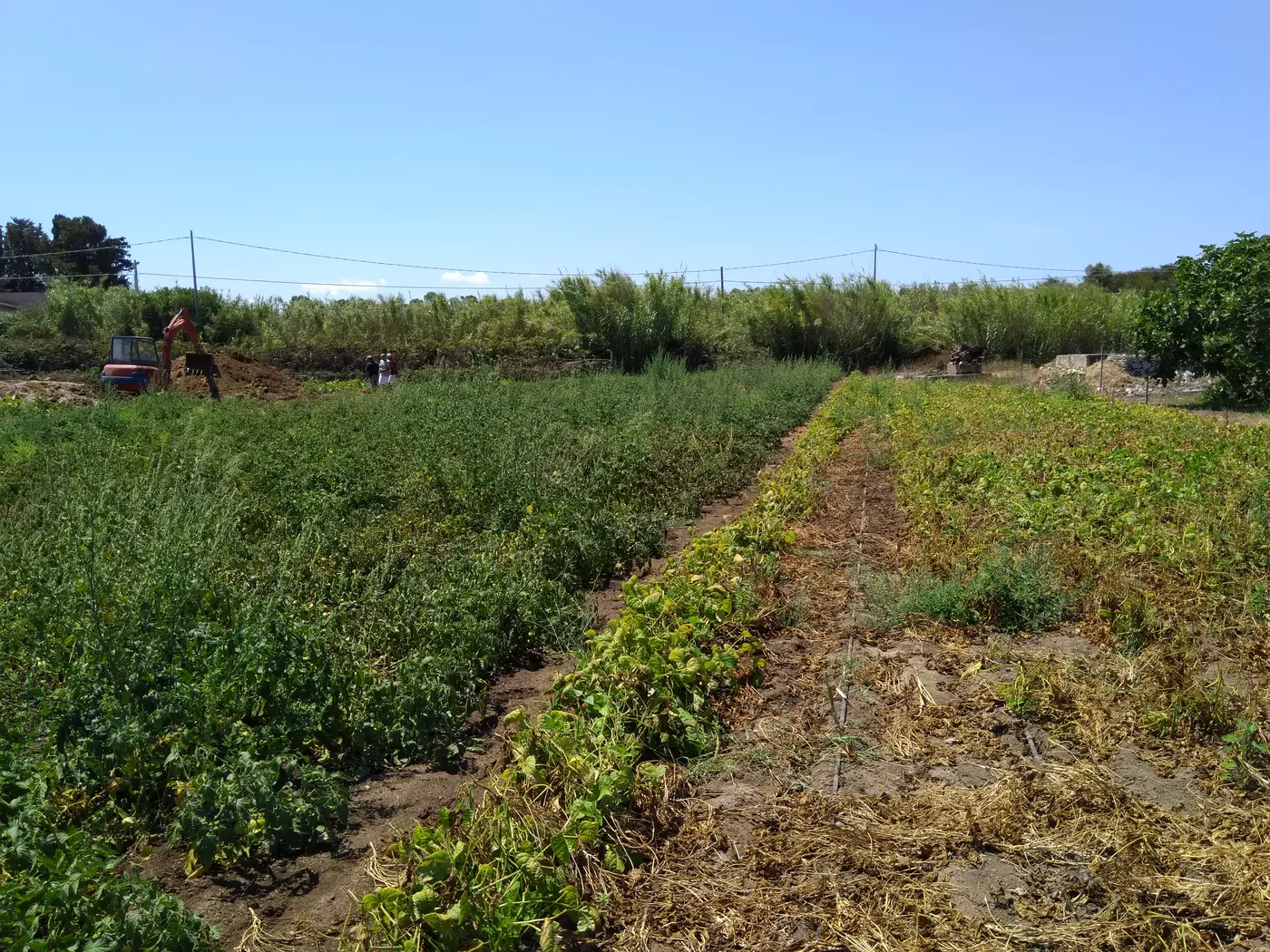 Vegetable crops affected by flooding following a water-main break
