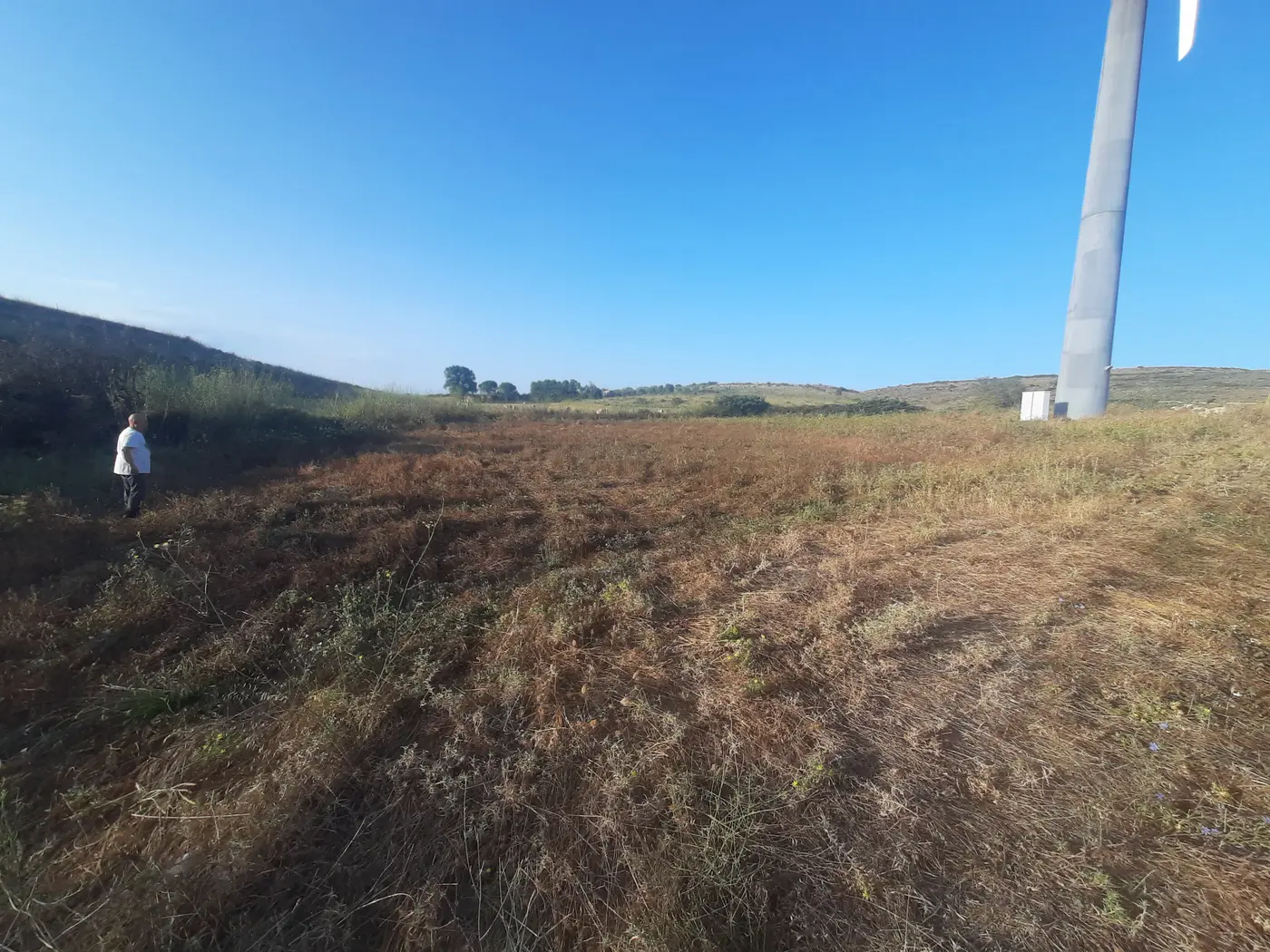 Forage crop damaged by unauthorised cattle grazing in Sardinia