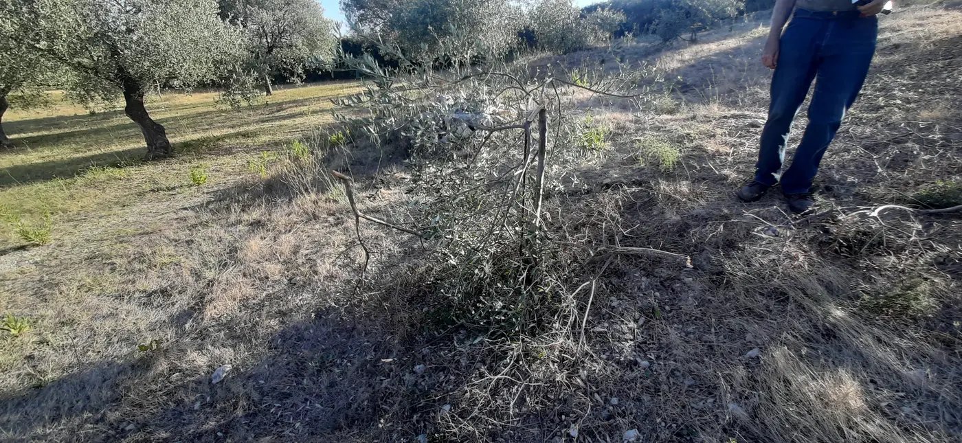 Olivo danneggiato dal pascolamento incontrollato in Sardegna