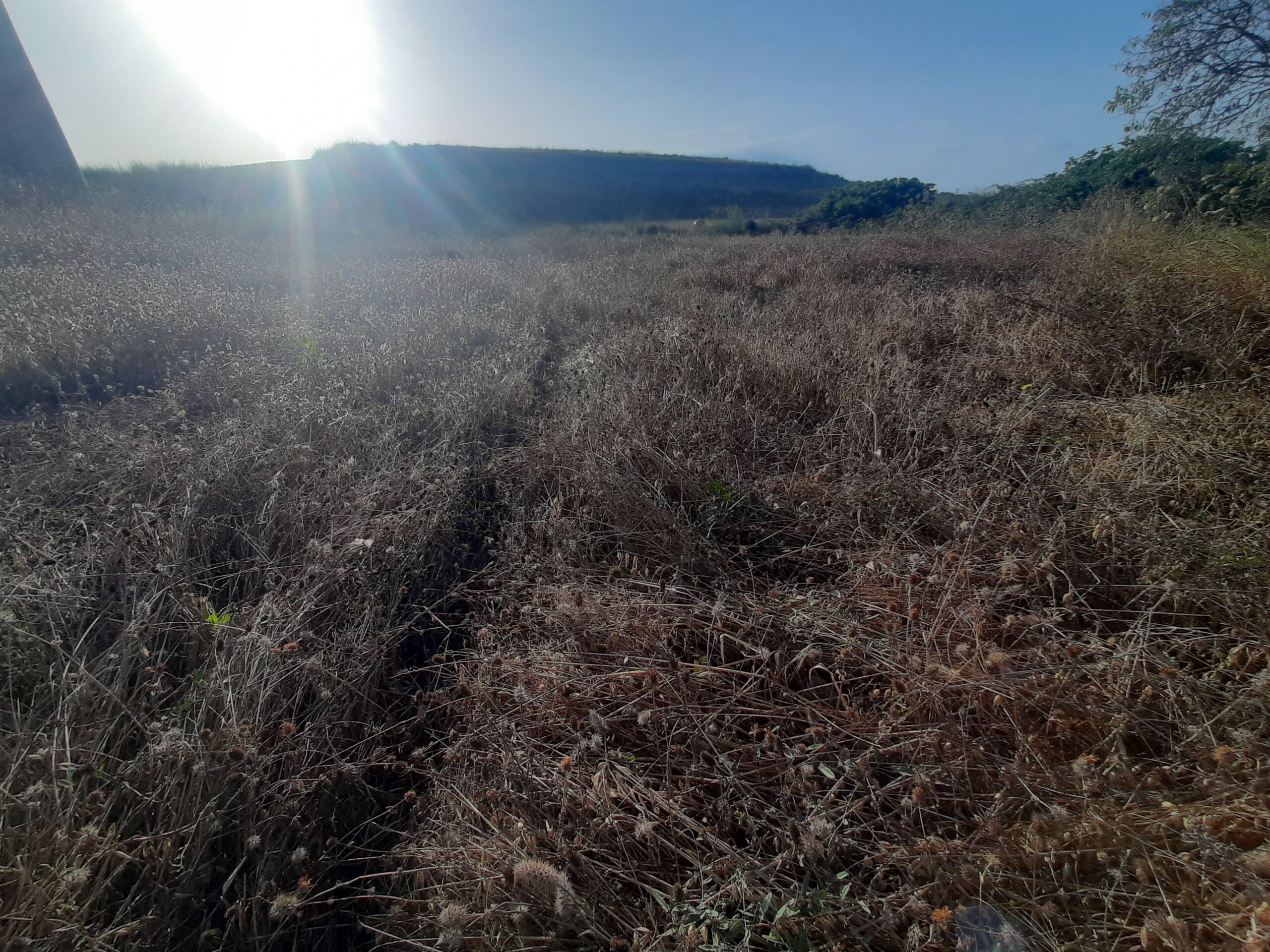 Forage crop damage assessed after unauthorised cattle grazing in Sardinia