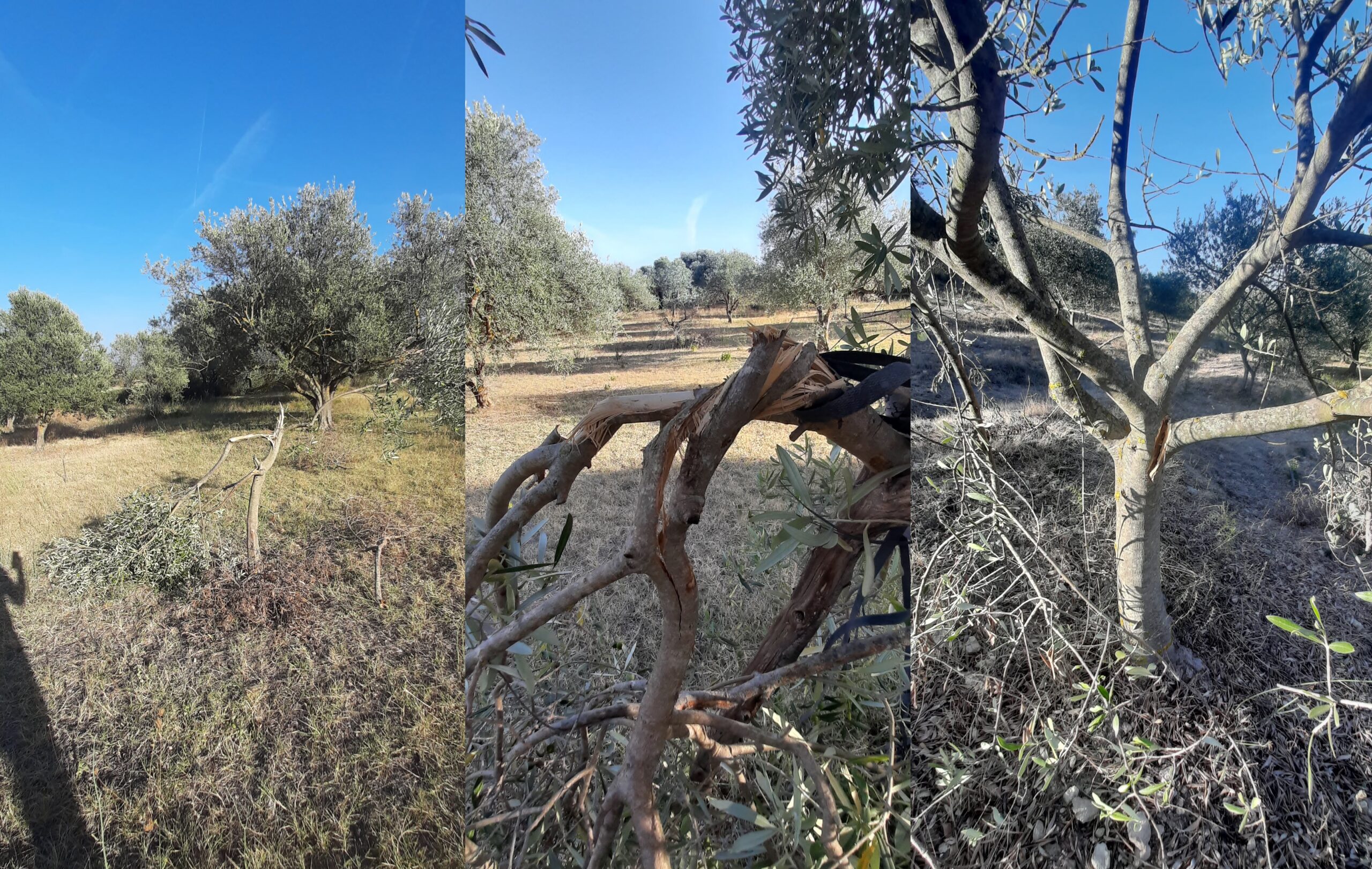 Broken olive trees documented during an agricultural damage assessment in Sardinia