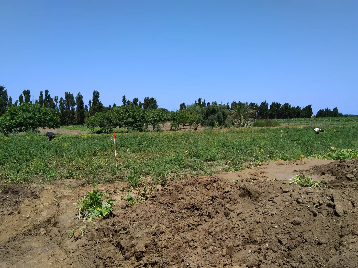 Excavation following a water-main break near vegetable crops in Sardinia