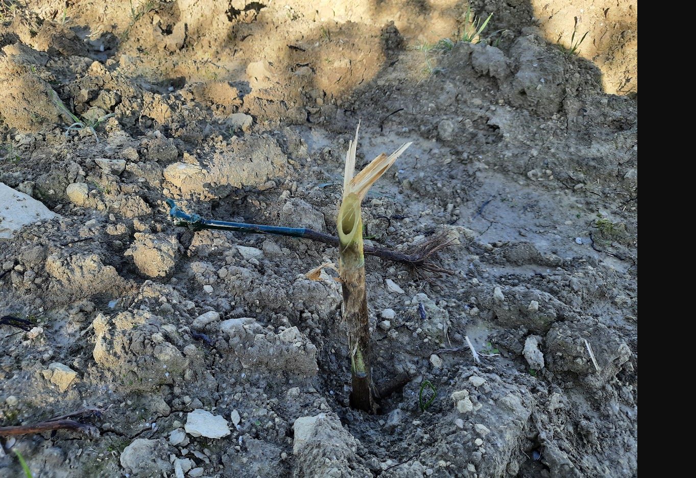 Certified rooted grapevine laid horizontally beside the cane marking the planting position